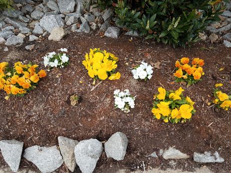 grey rocks and yellow and white flowers in brown mulch