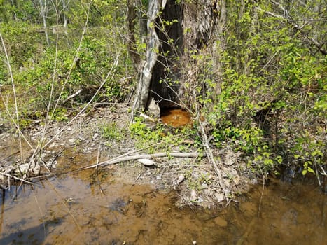 two large frogs and water and hollow of tree in swamp
