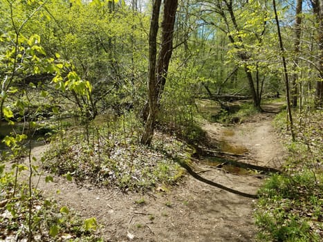 trail or path in woods or forest with green leaves and trees and water