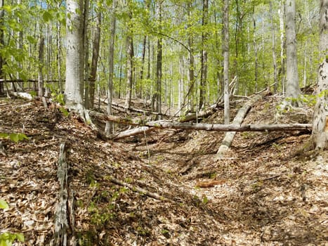 fallen tree trunk and brown leaves in forest or woods