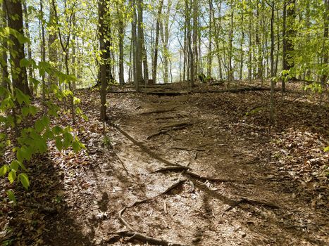 trail or path on hill with tree roots in forest or woods