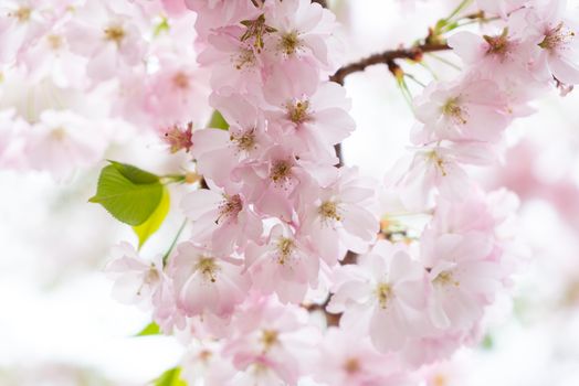 A bright image of cherry blossom during spring.