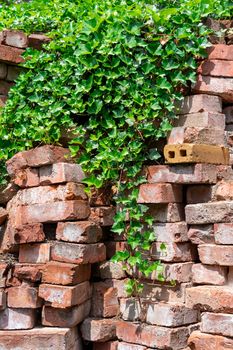 Red bricks stapled are covered by green ivy hedera helix. Those bricks are typically used as a construction material but a forgotten and finally conquered back by nature.