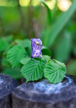 A single violet chocolate easter bunny is hiding itself behind two leaves during easter holiday in order to avoid discovery by the children collecting chocolate. Hiding small gifts and especially chocolate in a garden for children to search them during easter sunday is a tradition in some areas of Germany.