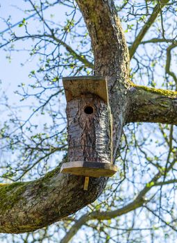 A self made bird house attached to a branch of a tree with moss during spring.