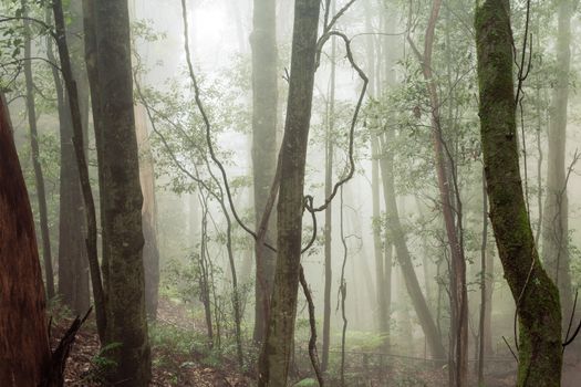 A walk in the eucalypt and gum tree forest on a foggy day.  Blue Mountains Australia