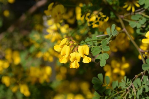 Vetch-like coronilla - Latin name - Hippocrepis emerus subsp. emeroides (Coronilla emerus subsp. emeroides)