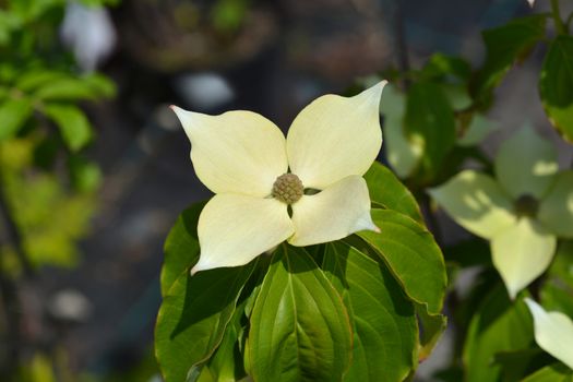 Flowering dogwood Teutonia - Latin name - Cornus kousa Teutonia