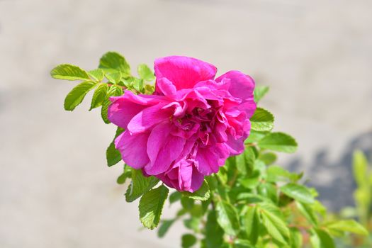 Rugosa rose - Latin name - Rosa rugosa