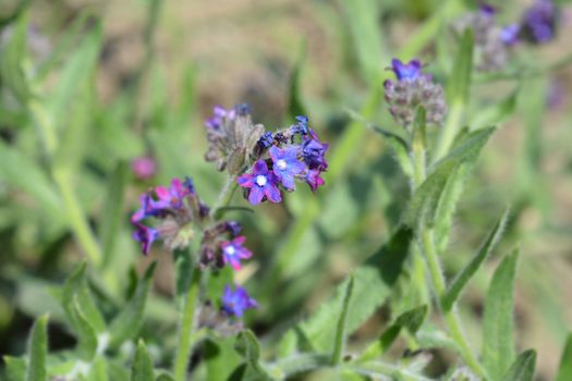 Common bugloss - Latin name - Anchusa officinalis