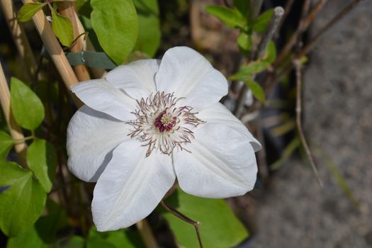 Clematis Miss Bateman - Latin name - Clematis Miss Bateman