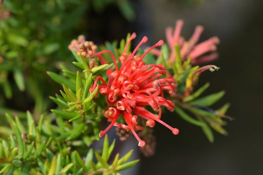 Rosemary grevillea - Latin name - Grevillea rosmarinifolia