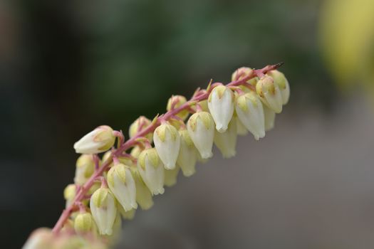 Japanese pieris Scarlet OHara - Latin name - Pieris japonica Scarlet OHara