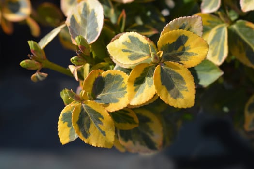 Wintercreeper Emerald and Gold - Latin name - Euonymus fortunei Emerald and Gold