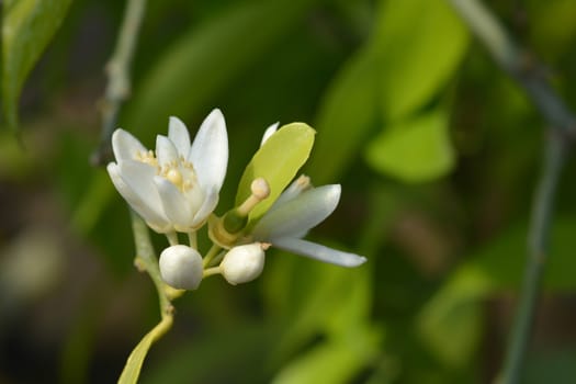 Sweet orange - Latin name - Citrus sinensis