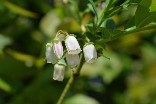 Blueberry Duke - Latin name - Vaccinum corymbosum Duke