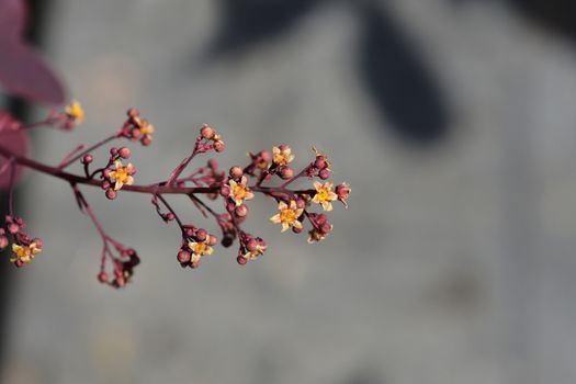 Smoke tree Royal Purple - Latin name - Cotinus coggyria Royal Purple