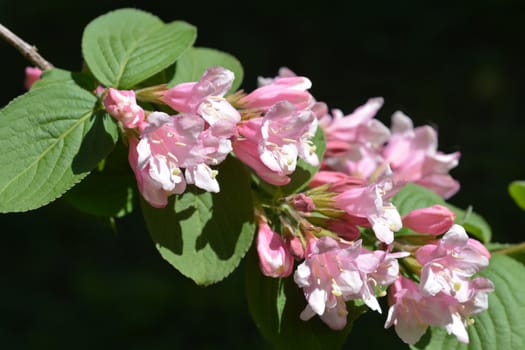 Japanese weigela pale pink flowers - Latin name - Weigela japonica var. sinica