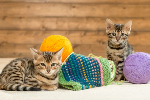 little brown striped bengal kittens with balls of thread