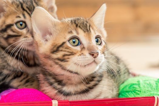 close up portrait of beautiful brown bengal kittens