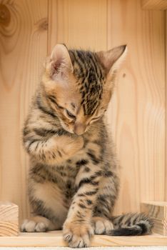 Vertical portrait of a Bengal breed kitten in a wooden box