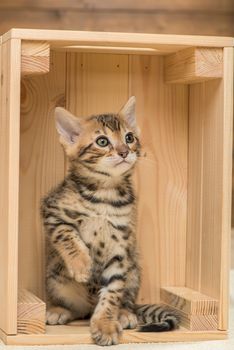 portrait of a Bengal breed kitten in a wooden box