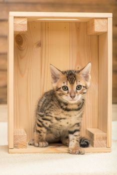 purebred little kitten sitting in a wooden box, closeup portrait