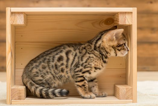purebred bengal little kitten playing in a wooden box, closeup portrait