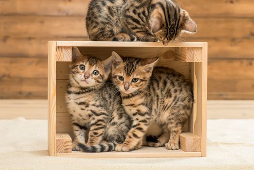 kittens playing in the wooden box, three Bengal kittens