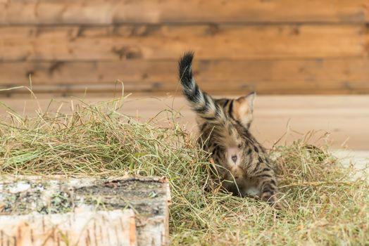 striped little kitten on dry hay, rear view