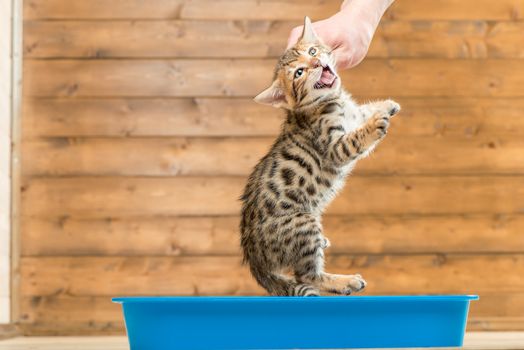 concept photo of teaching kitten to toilet tray