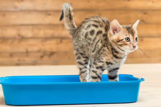 portrait of a striped smart kitten on the toilet tray