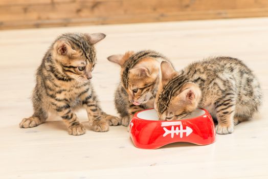 three bengal kittens and one bowl of milk