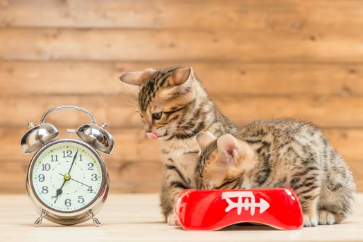 concept photo is time for breakfast, two kittens are drinking milk next to the alarm clock, which shows 7 am