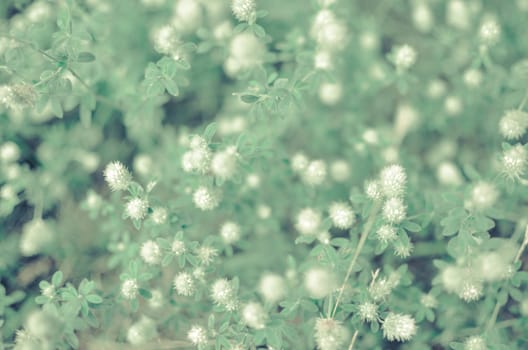 Close up of small white flowers on branch of amazing blooming shrub on sunny spring day in garden