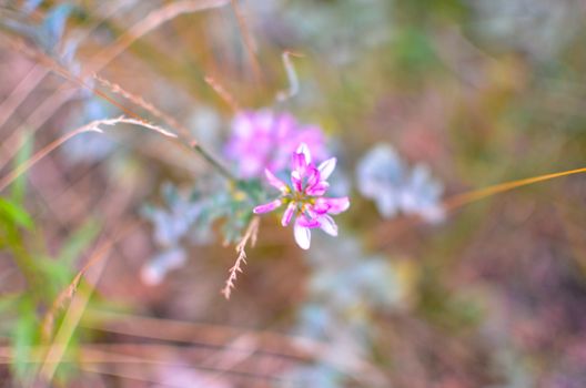 Meadow flowers. Picturesque little flower. Inspirational flowers with blurred background. Meadow flowers at the golden hour. Floristic background. Wildflowers Closeup. Tiny flower on a dark background