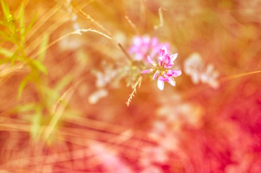 Meadow flowers. Picturesque little flower. Inspirational flowers with blurred background. Meadow flowers at the golden hour. Floristic background. Wildflowers Closeup. Tiny flower on a dark background