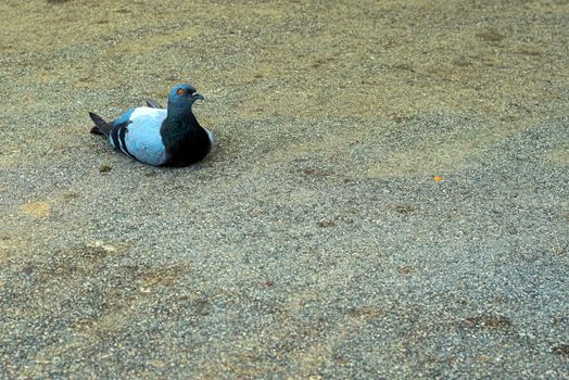 pigeon laying on tar with a serious look that seems to say better behave