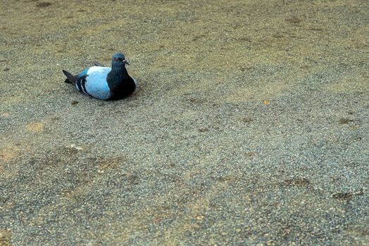 pigeon laying on tar with a severe look that seems to be judging you