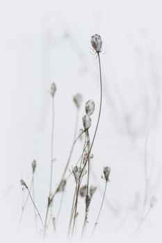 Dry grass covered with the first fresh white snow