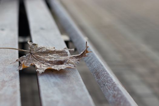 Close-up of a single autumn maple leaf covered with hoarfrost on a wooden bench