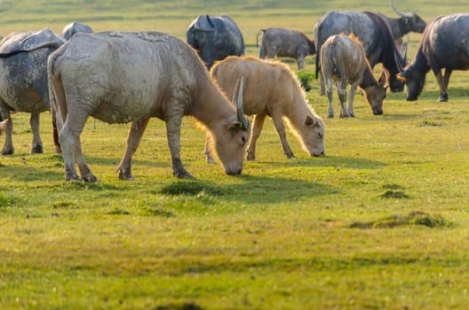 buffalo Golden light Meadow Buffalo herd