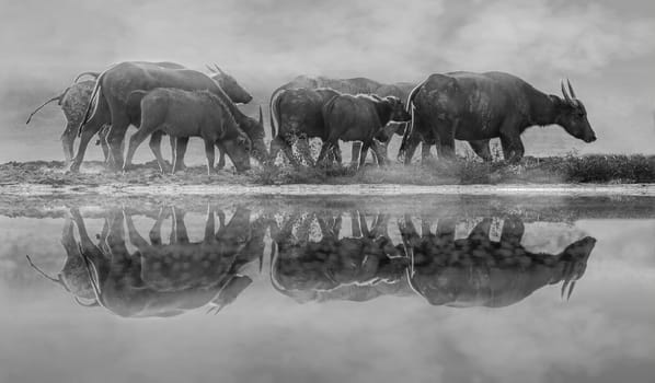 buffalo Golden light Meadow Buffalo herd