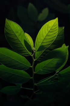 Green leaves on black background