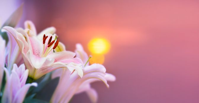 Pink lilly in the garden and tone color pink,Lilly flowers (shallow dof) Natural Banner