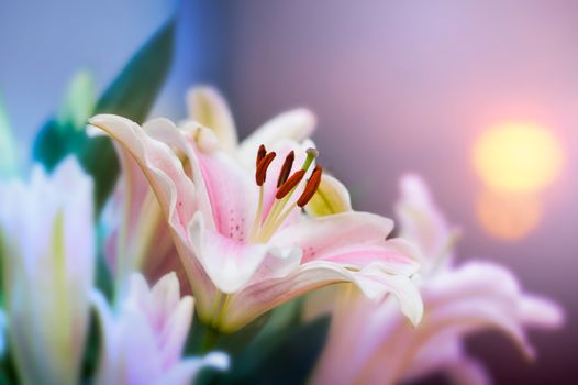 Pink lilly in the garden and tone color pink,Lilly flowers (shallow dof) Natural