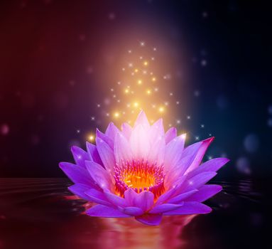 lotus Pink light purple floating light sparkle purple background