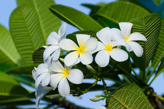 Frangipani flowers Flower bouquet White background with green leaves