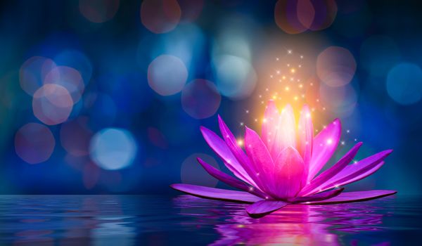 lotus Pink light purple floating light sparkle purple background