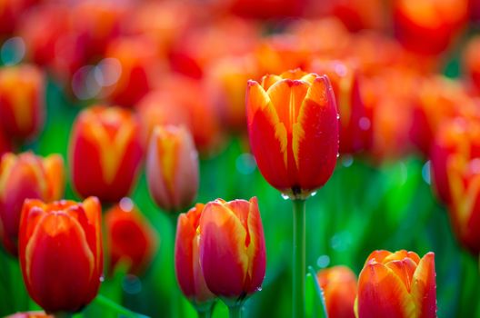 The red yellow tulip fields are densely blooming